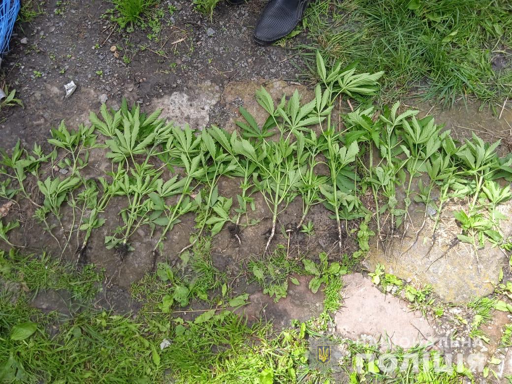 На Харьковщине правоохранители обнаружили плантации конопли и мака